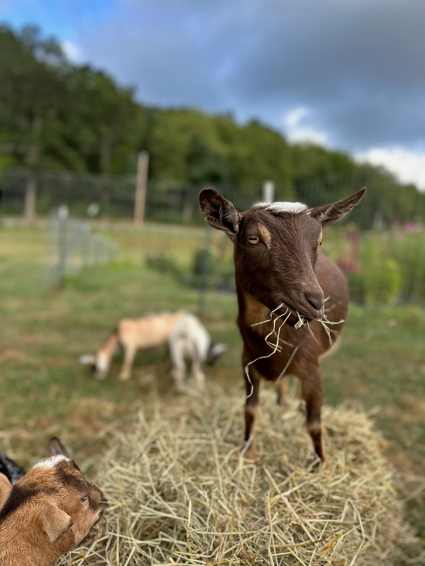 Dried Flower Wreath Workshop - Nov 6, 5:30-7:30pm