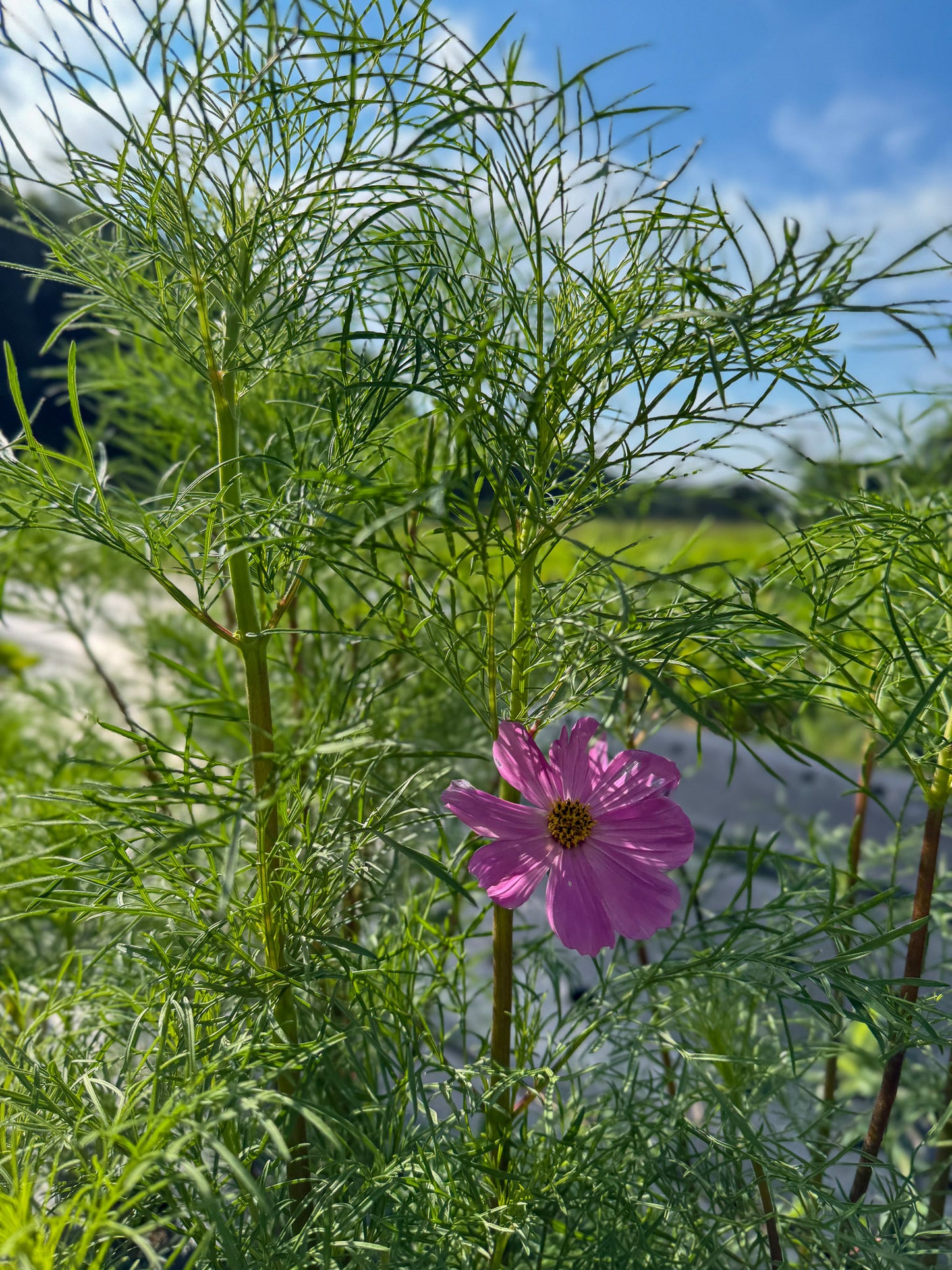 Gardens and Goats - Wildflower Arranging Workshop - July 31 2025