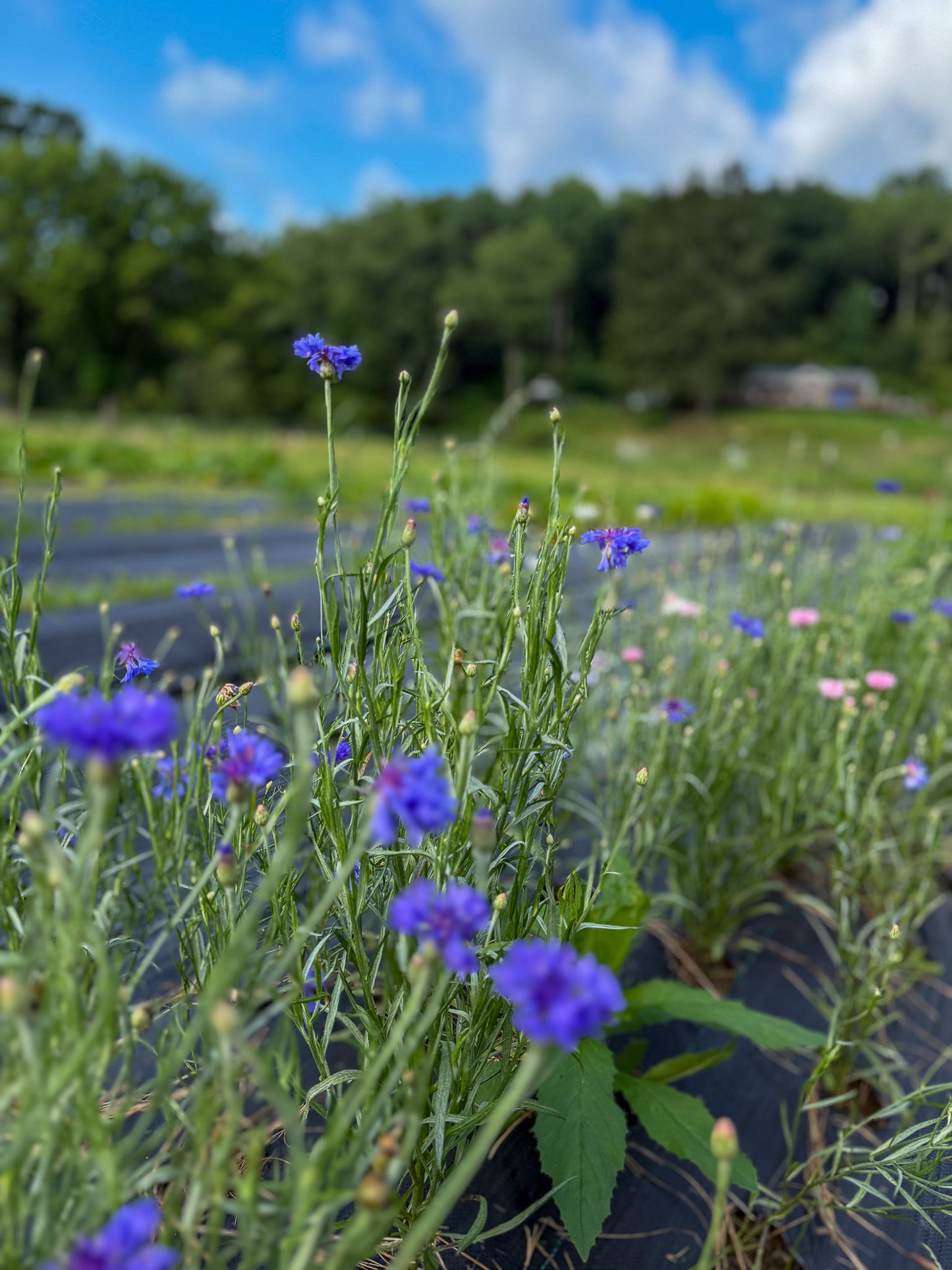 Gardens and Goats - Wildflower Arranging Workshop - July 31 2025
