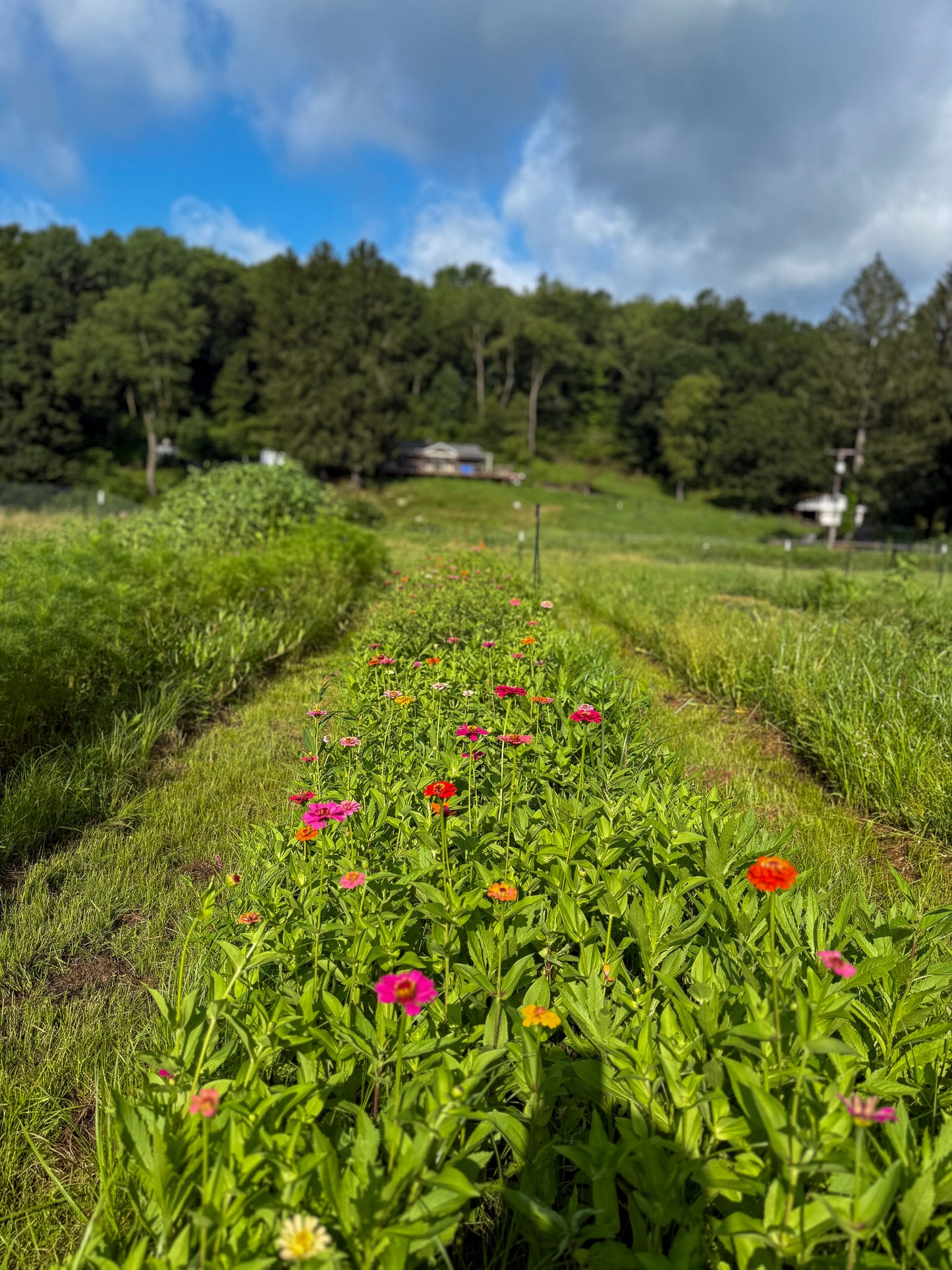 Gardens and Goats - Wildflower Arranging Workshop - July 31 2025