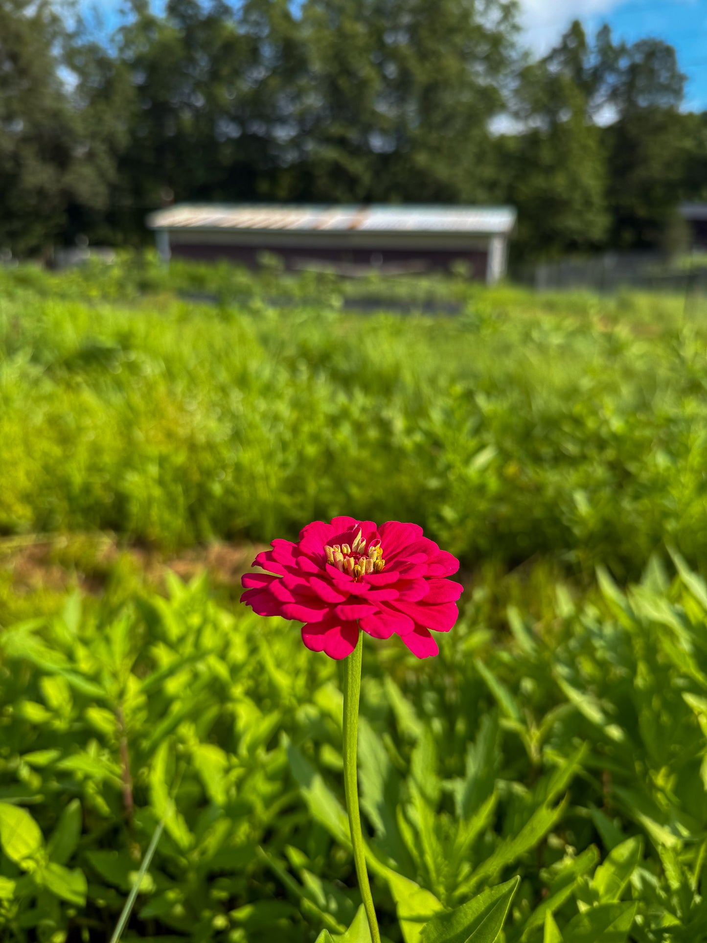 Gardens and Goats - Wildflower Arranging Workshop - July 31 2025